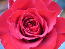 rote-rose_3
